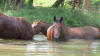 horses in river